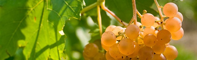 Downy mildew resistance in grape